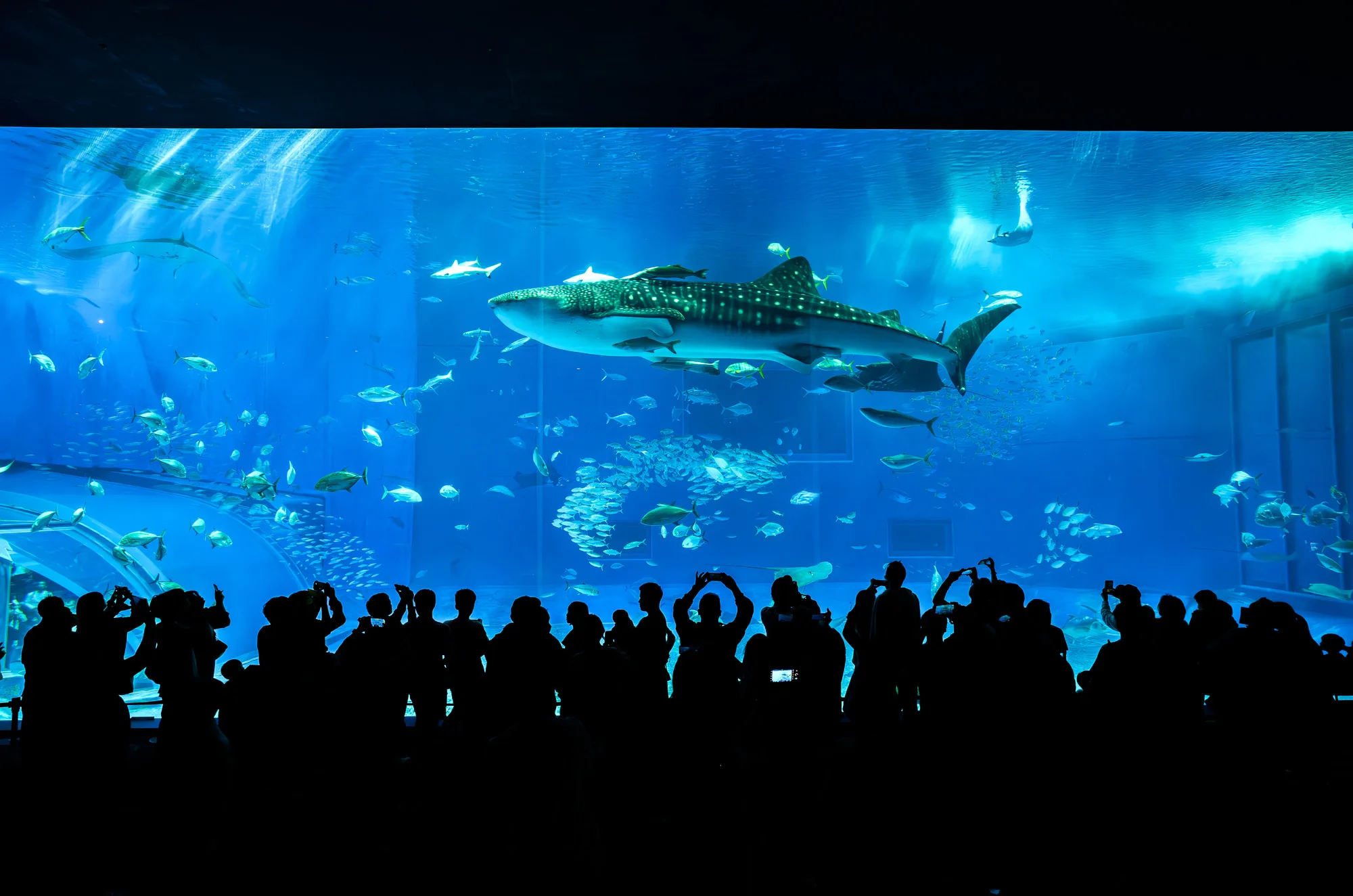 沖縄美ら海水族館